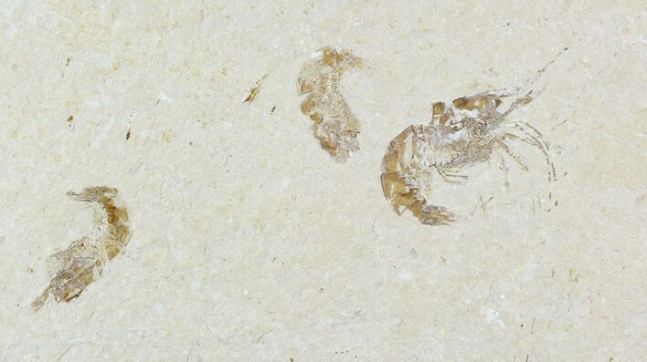 Three Cretaceous Fossil Shrimp Plate - Lebanon #107464